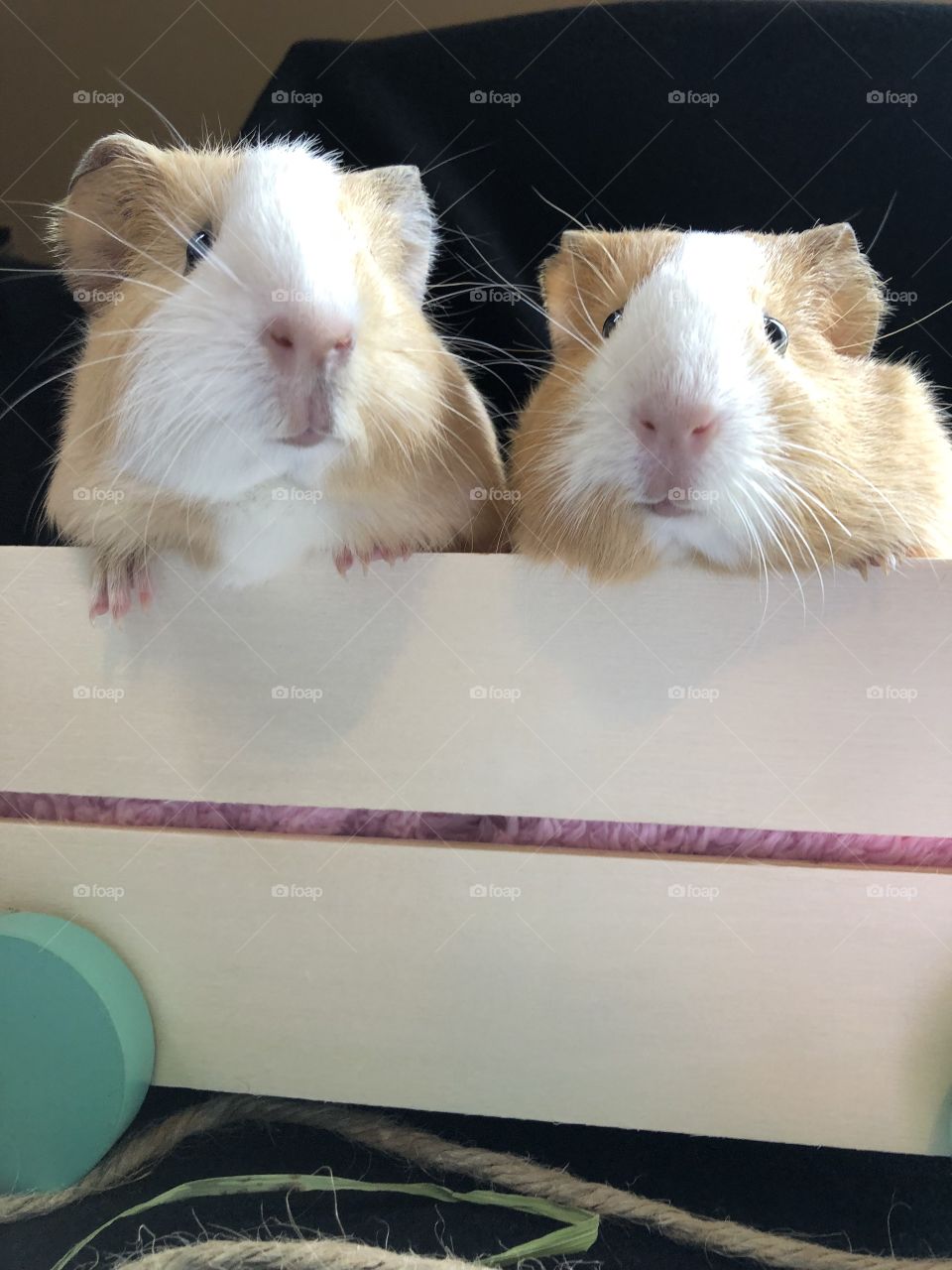 Portrait sitting of two little guinea pigs in a wagon