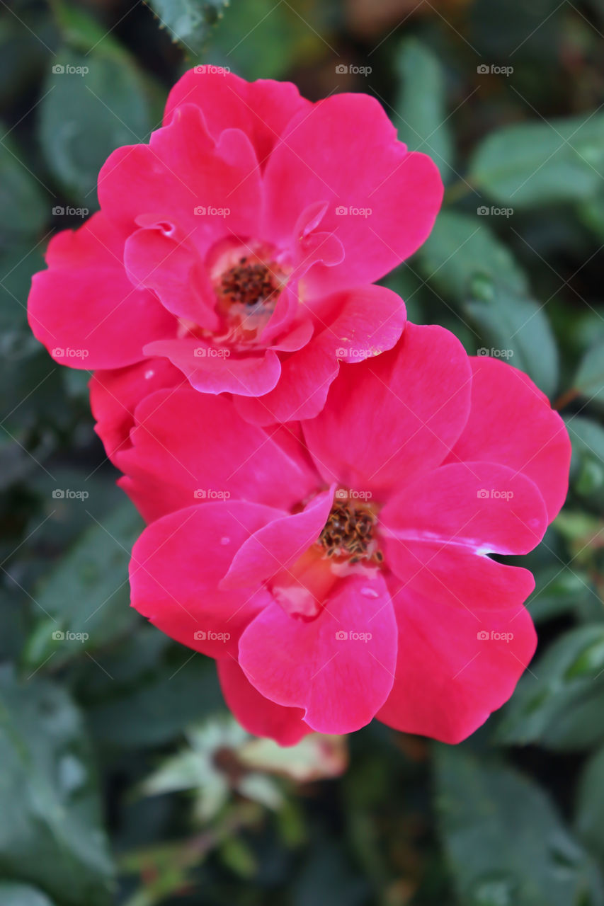 Closeup of two bright pink China rose flowers (Rosa chinensis) with rain water droplets. 