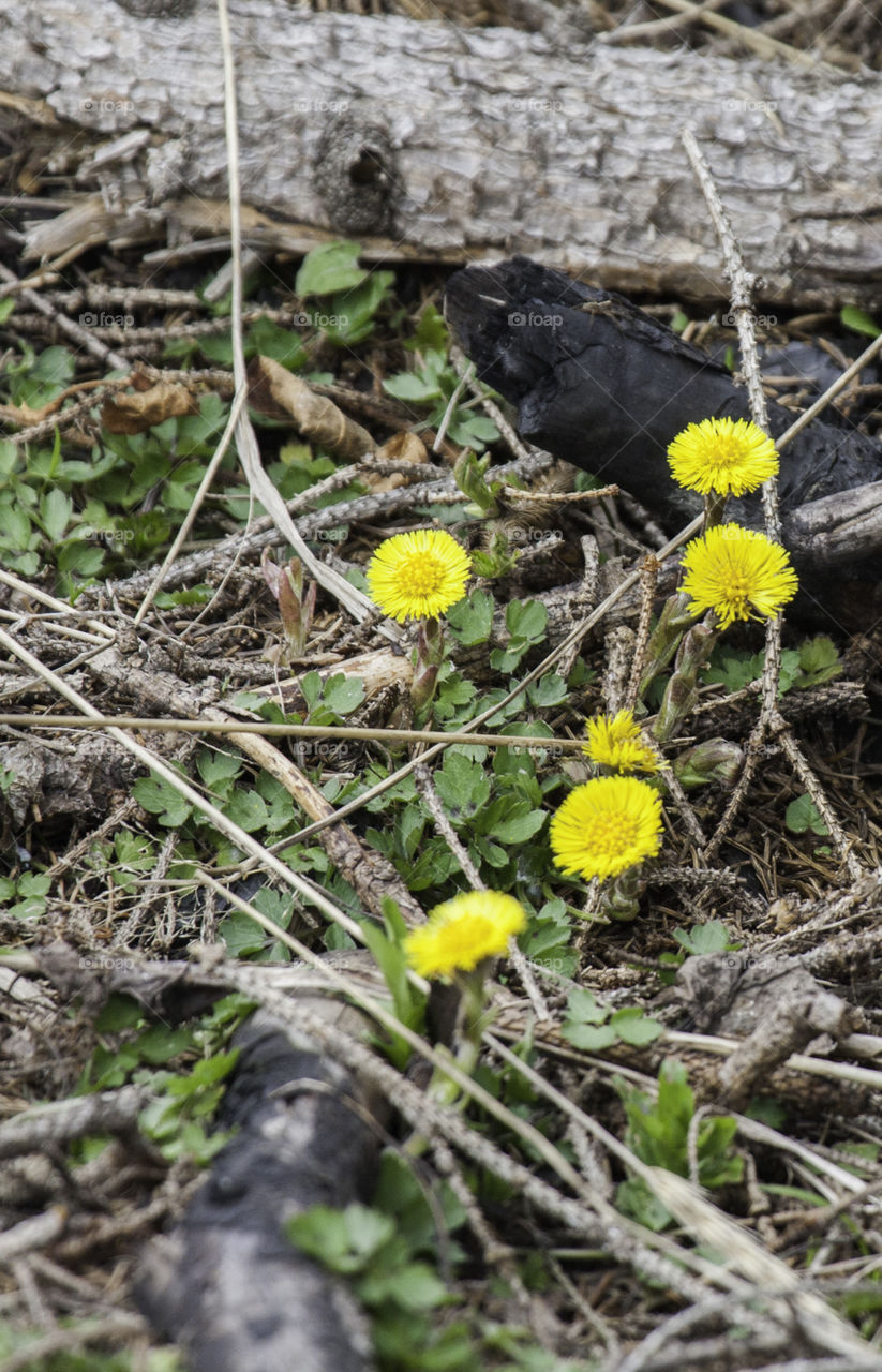 coltsfoot