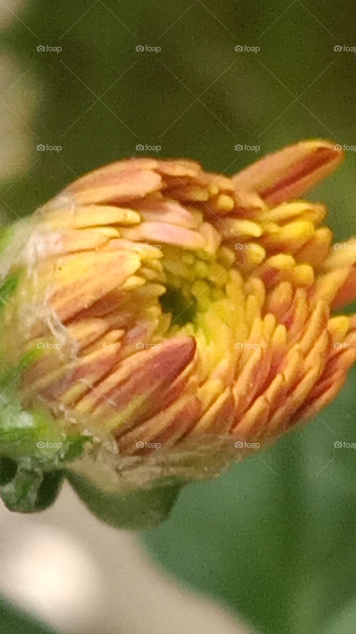 bulb of wild grass flower