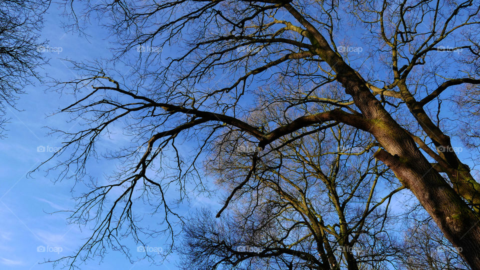 Bare trees in winter.