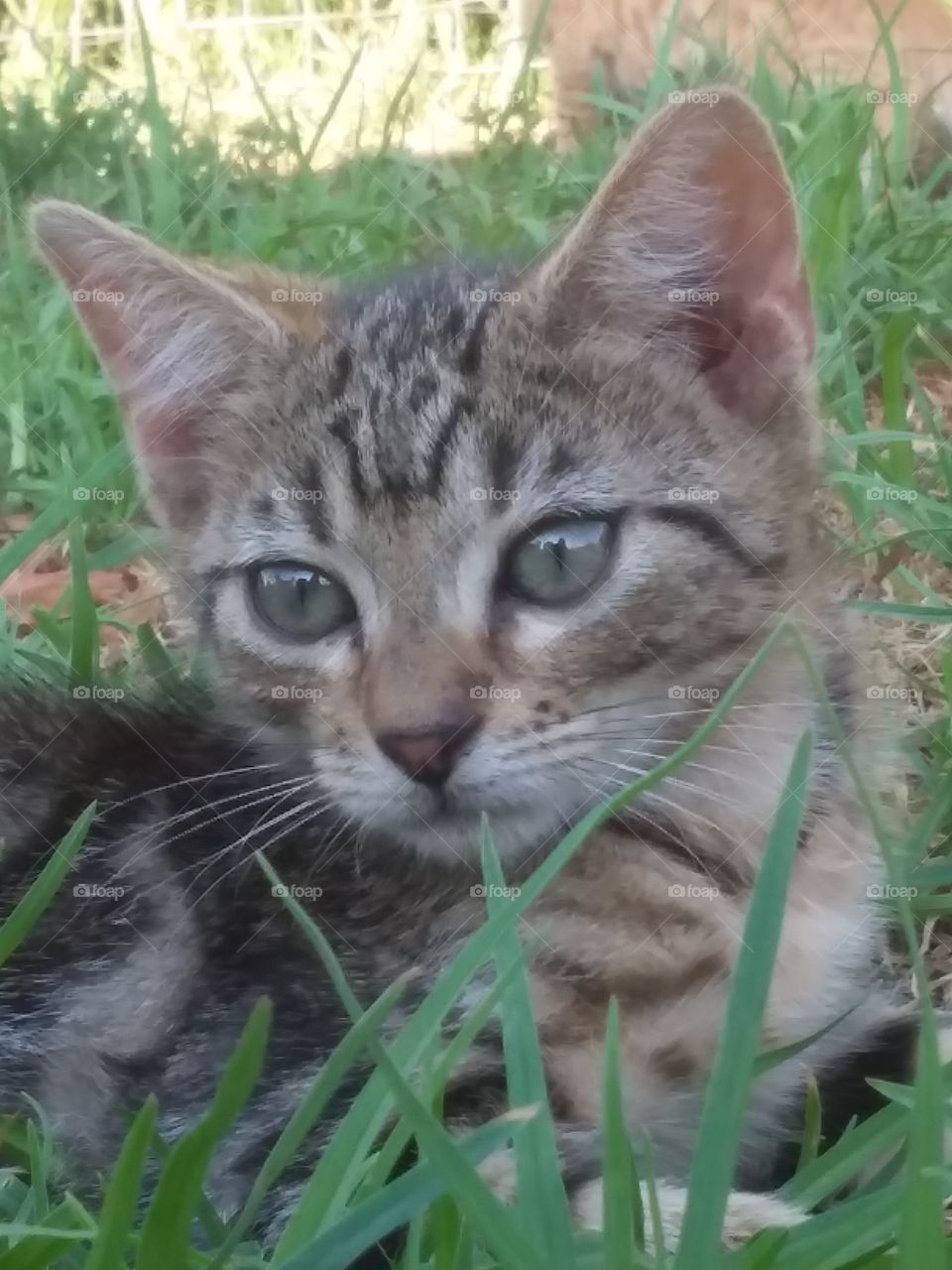 Day dreaming in the grass