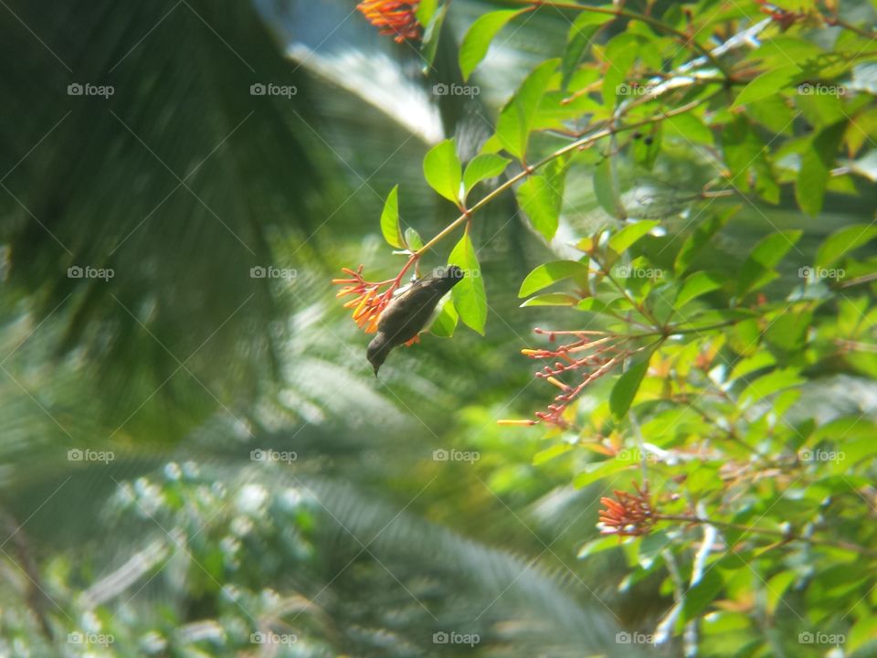 Bird hanging up side down