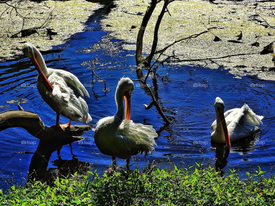 White storks preen in a pond