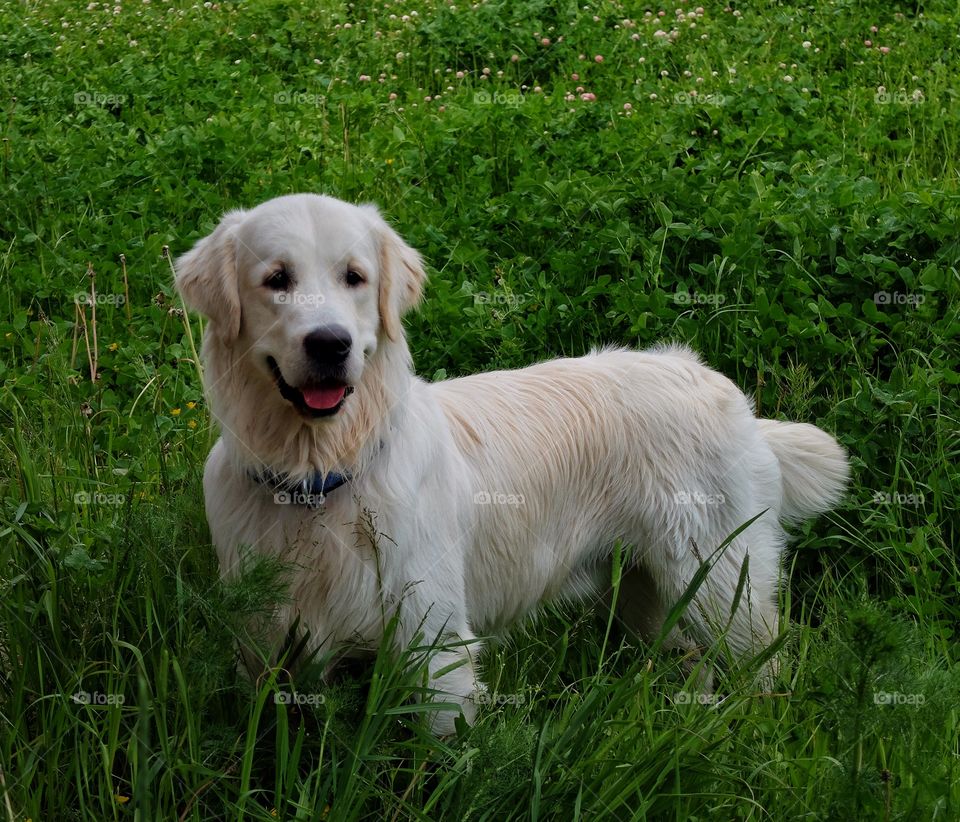 This my dog. We went to a countryside where he had a lot of fun. 