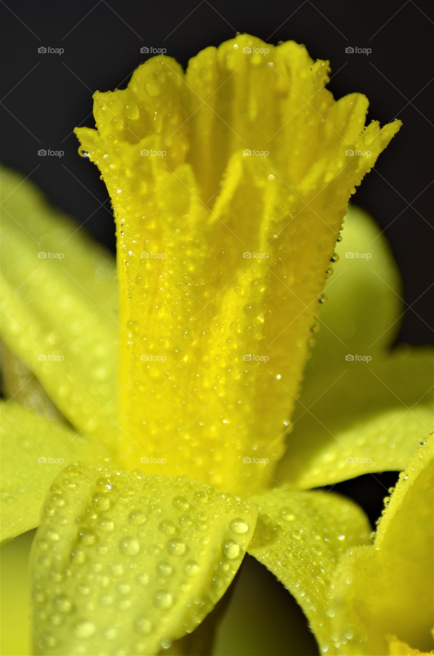Daffodils - spring flowers.