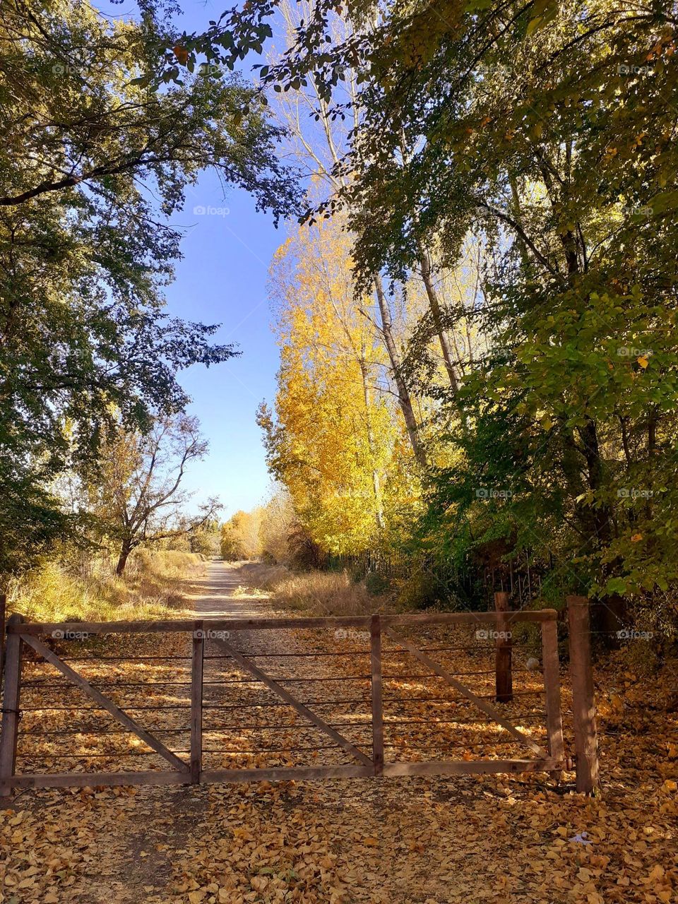 otoño en Mendoza