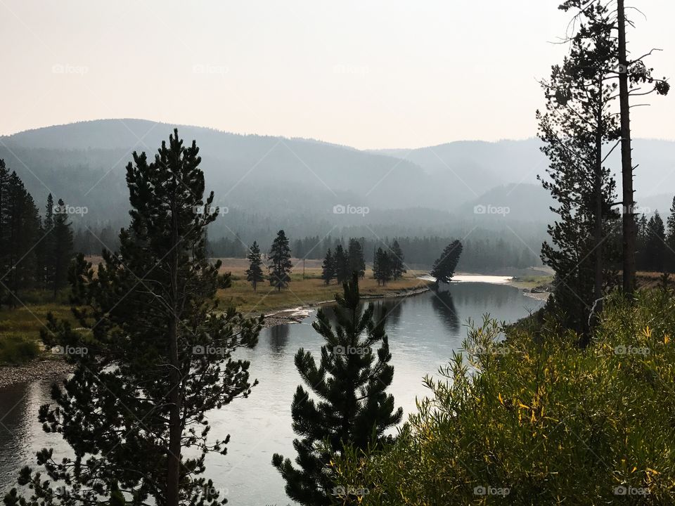 Falling tree/ Yellow Stone 2018