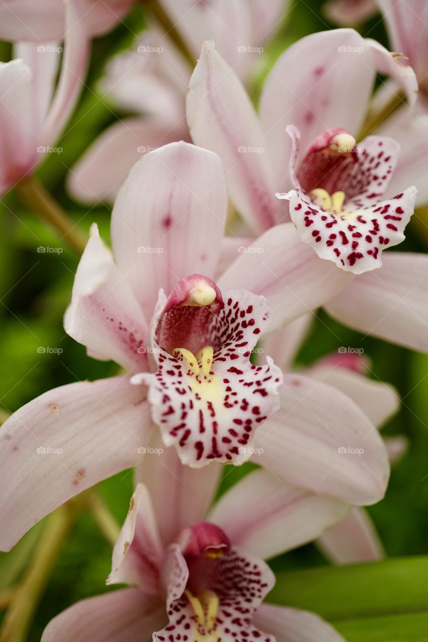 Pink orchid