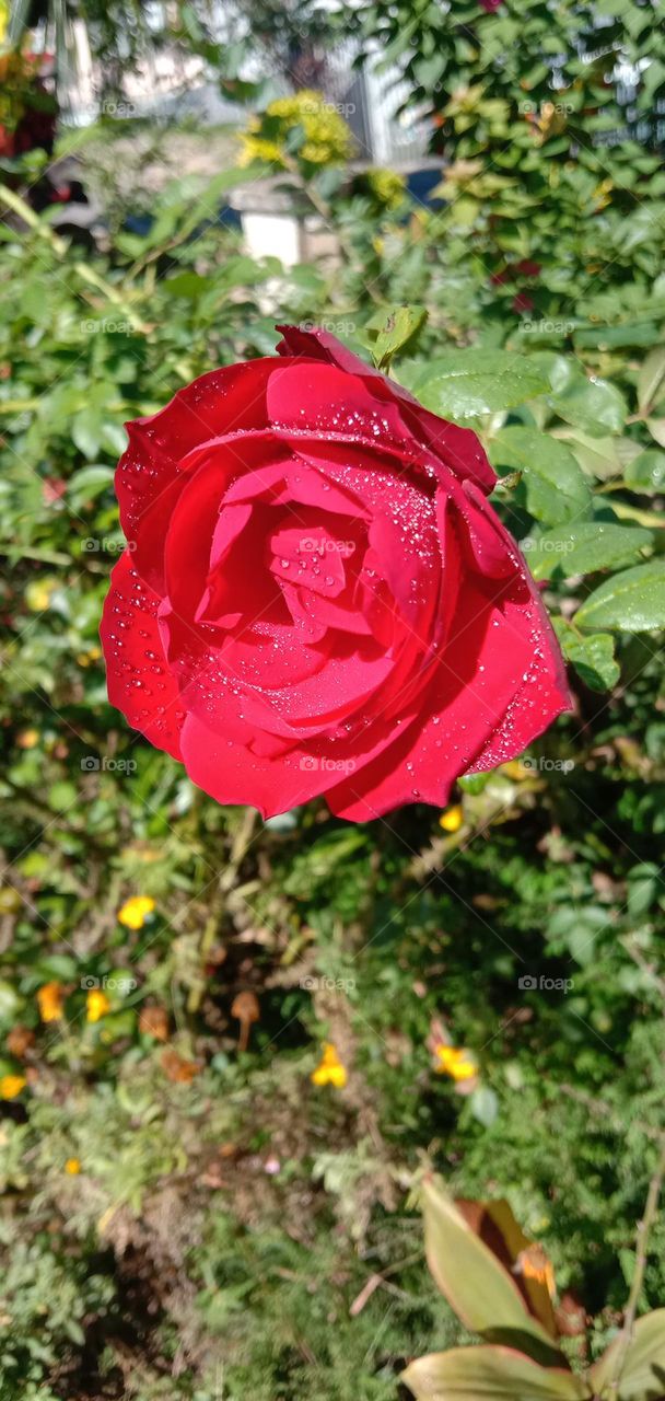 Beautiful Red Rose 2