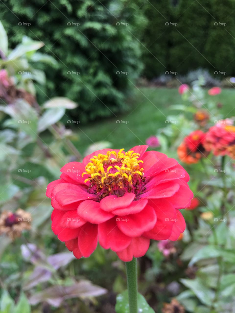 Red Zinnia 