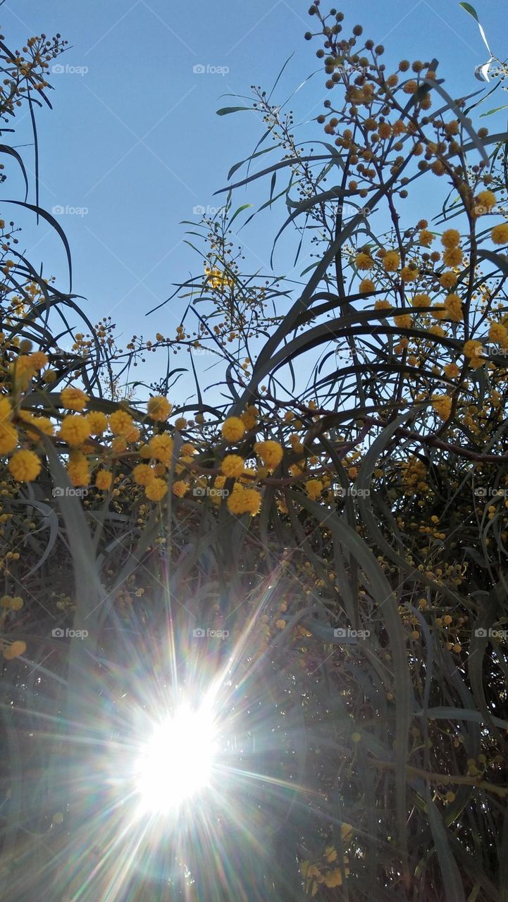 light coming trough yellow flowers.