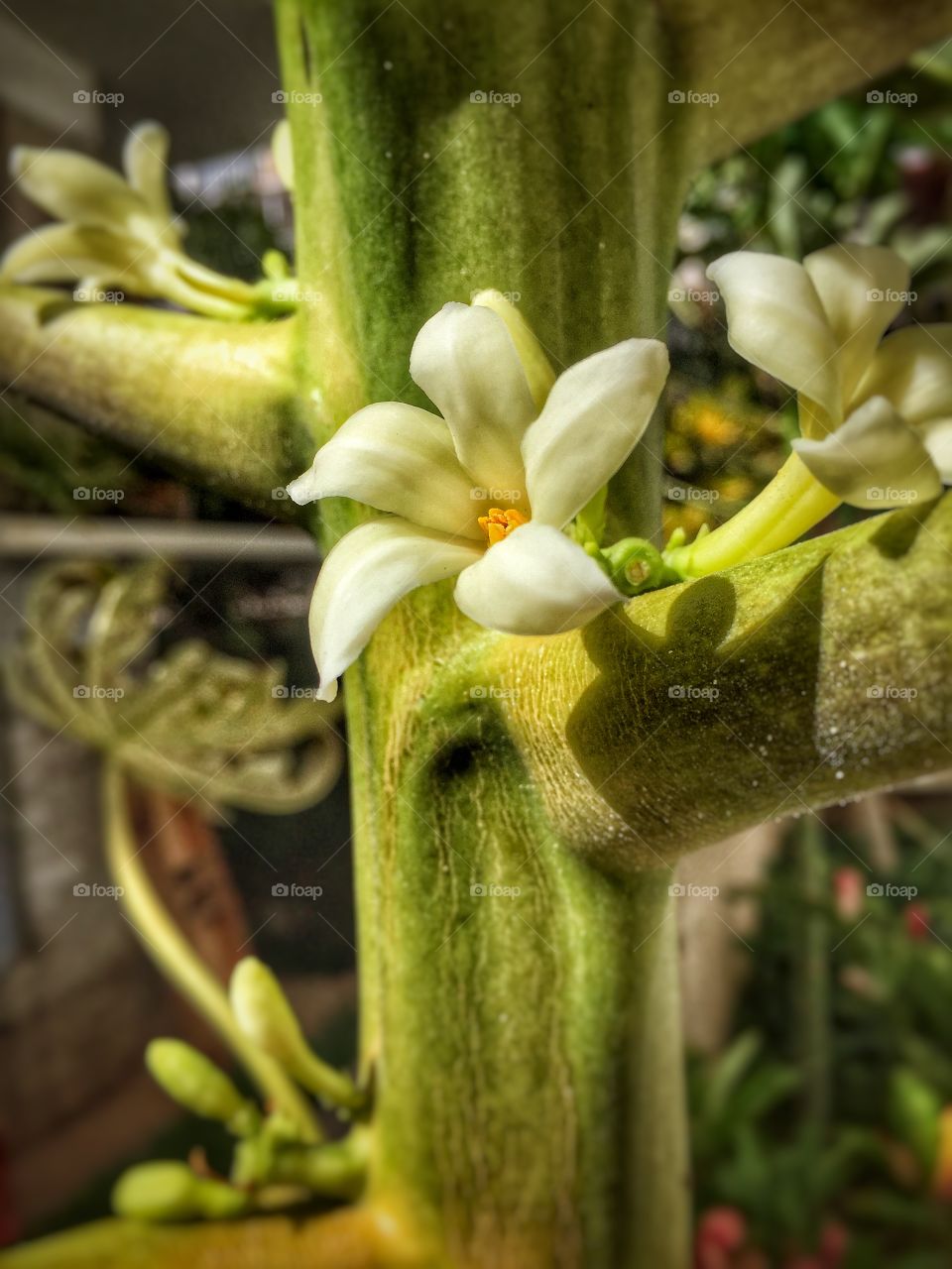 Papaya blossom