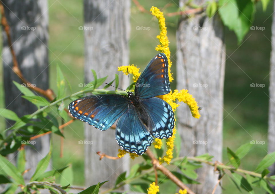 Blue Butterfly 