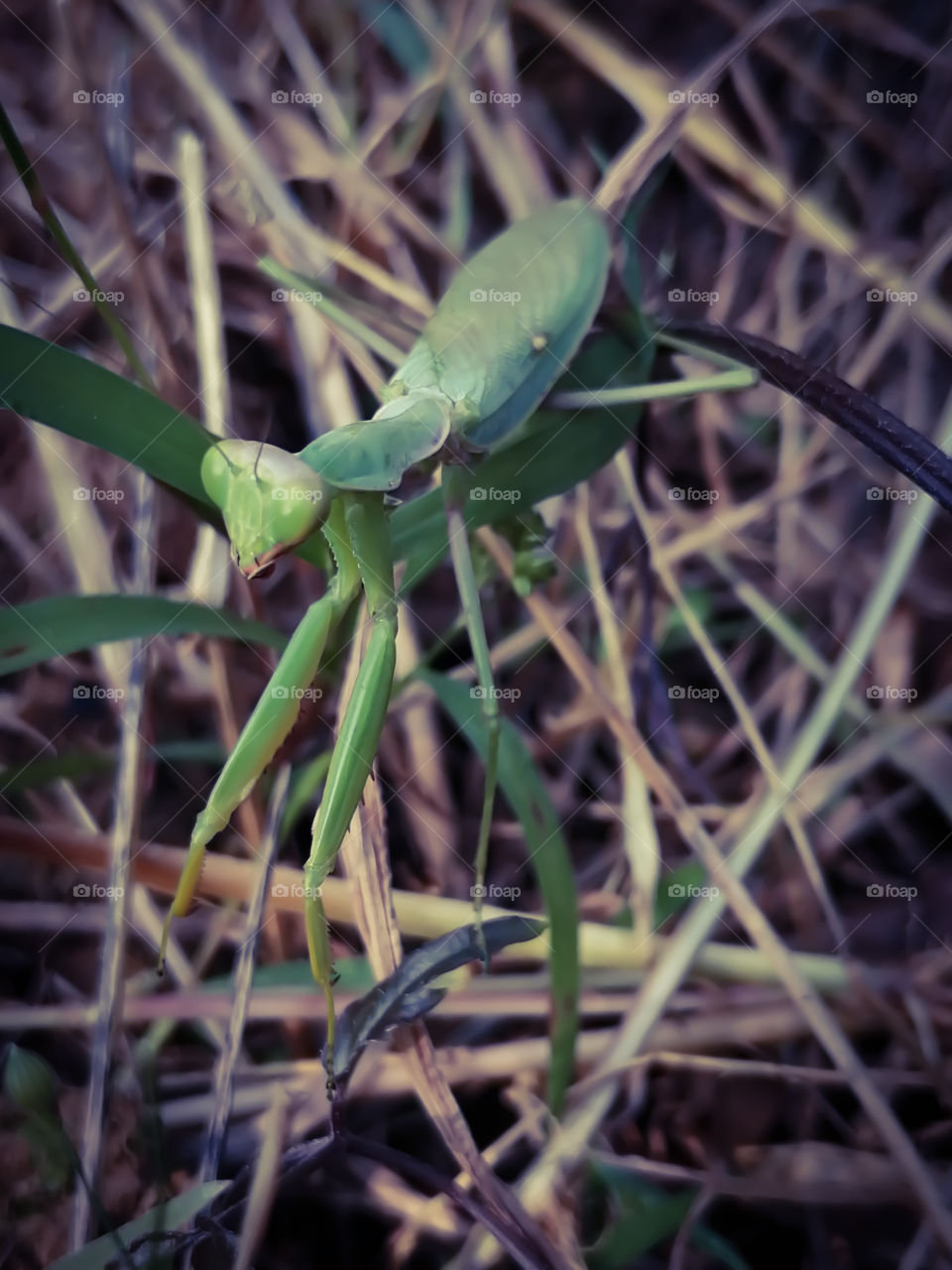 Close-up of Mantis religiosa or their common name praying mantis.