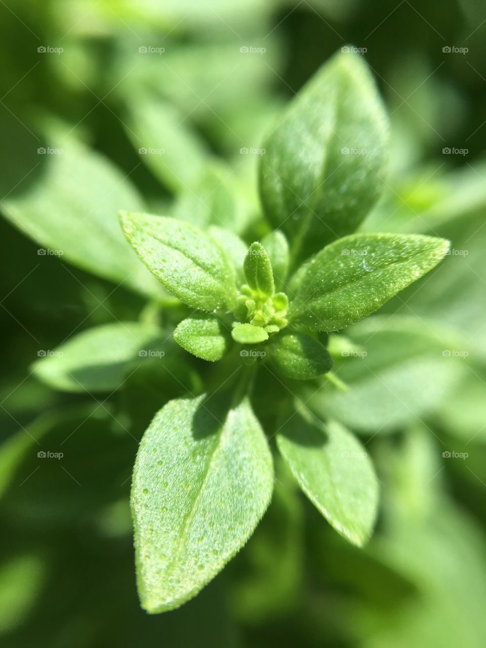 Bright green fresh Greek oregano