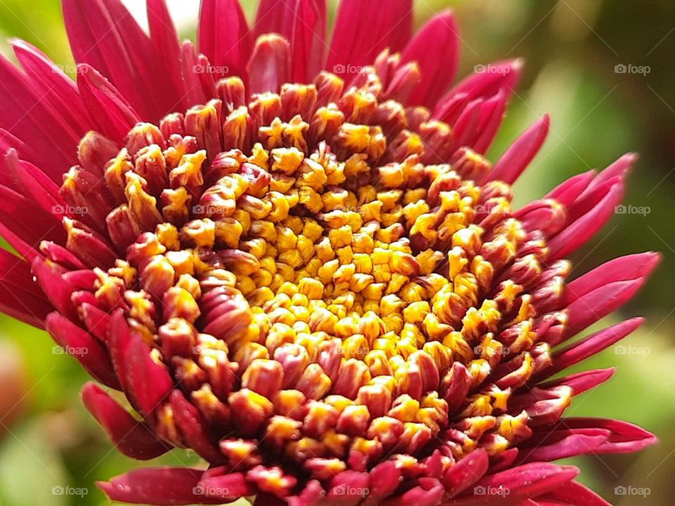 In this photo you can see blooming flowers with pop colours,a colourful combinations of magenta and yellow 