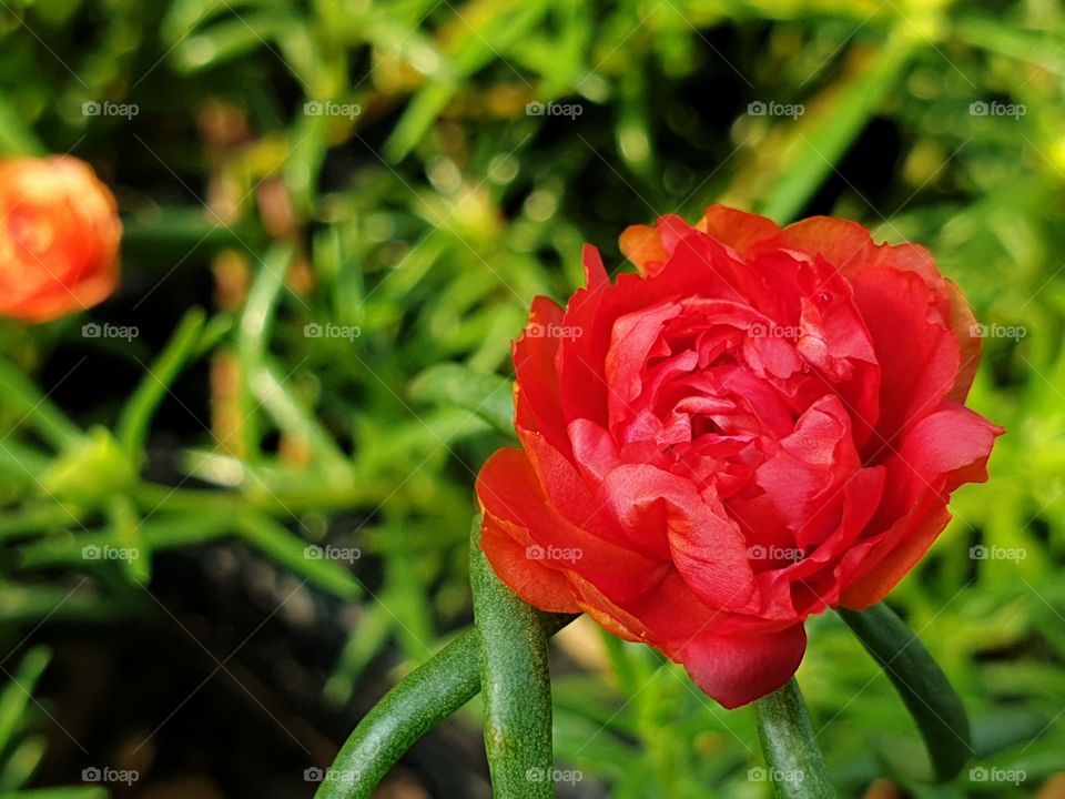 my beautiful Portulaca grandiflora