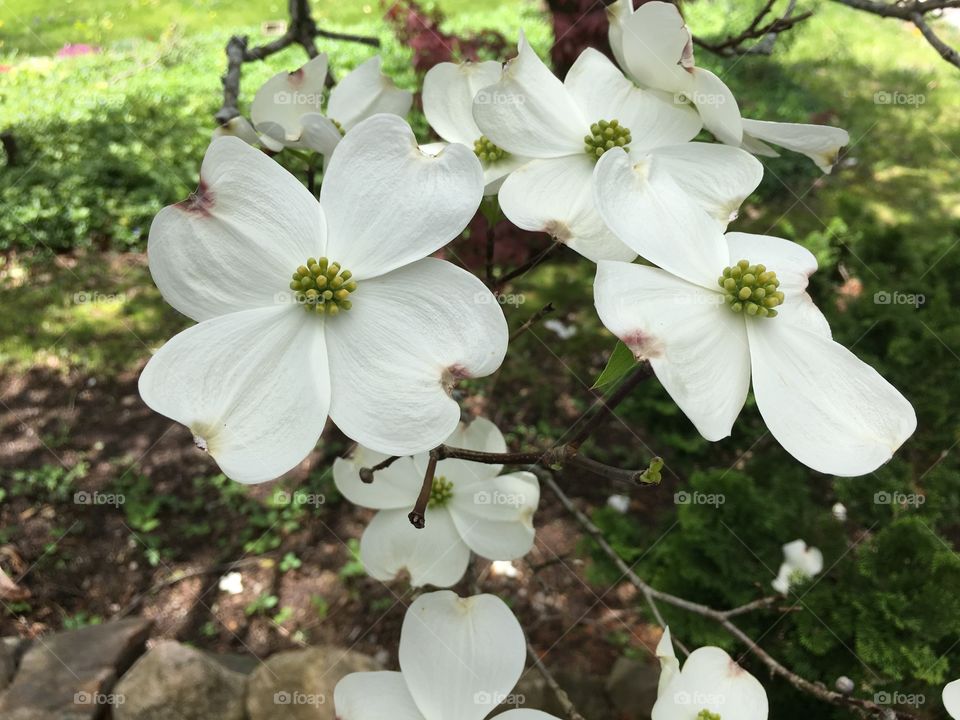 Dogwood petals