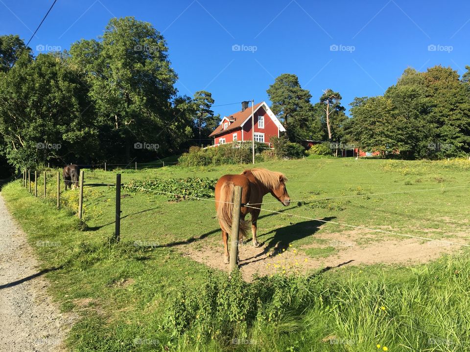 Red cottage