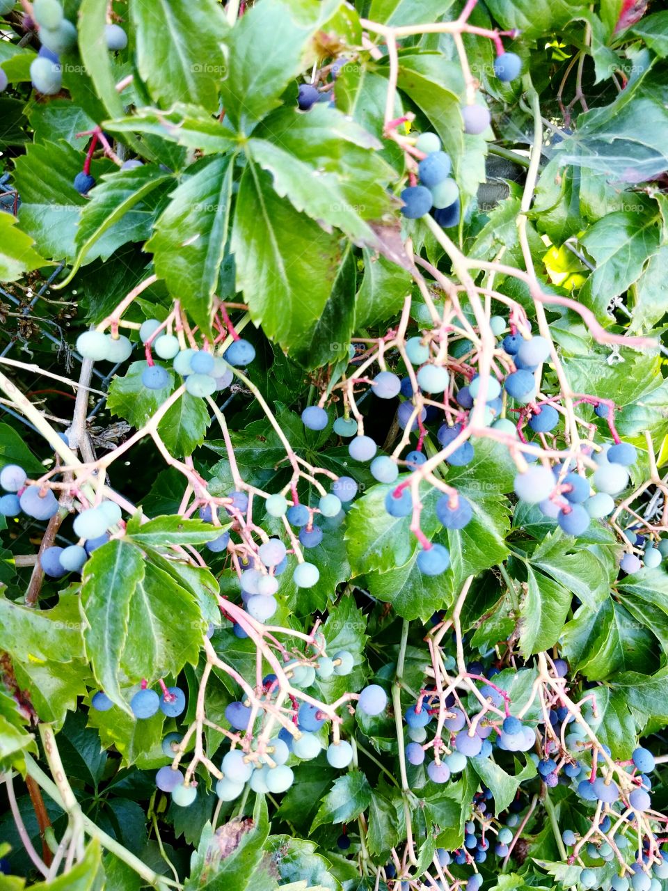 Grape Vines in Summer