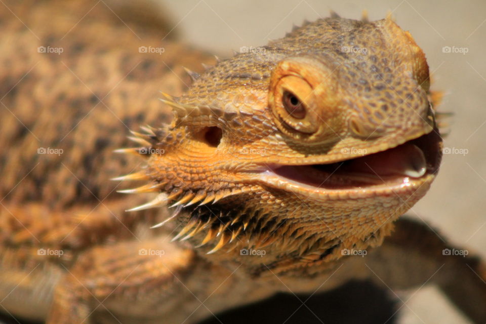 This is a picture of a Bearded Dragon lizard.