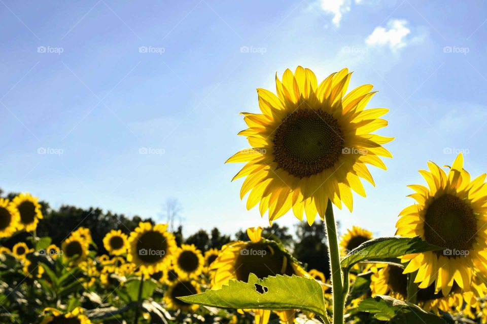 Field of Sunflowers