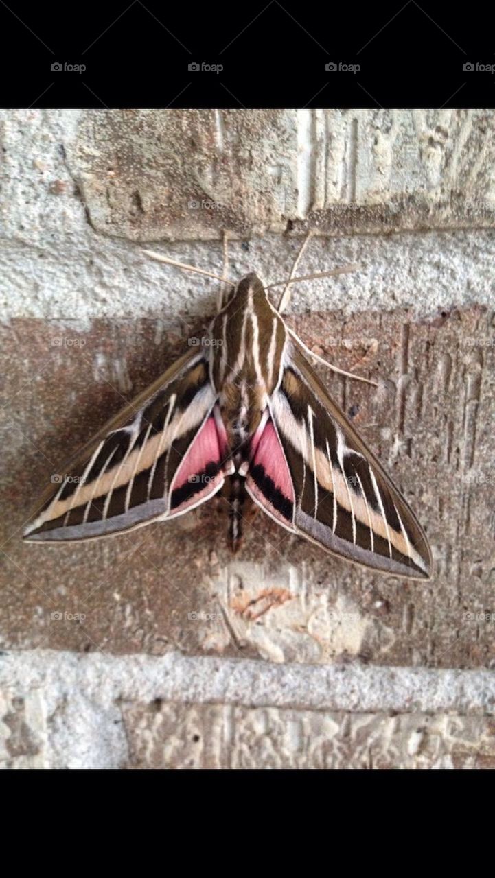 Sphinx Moth