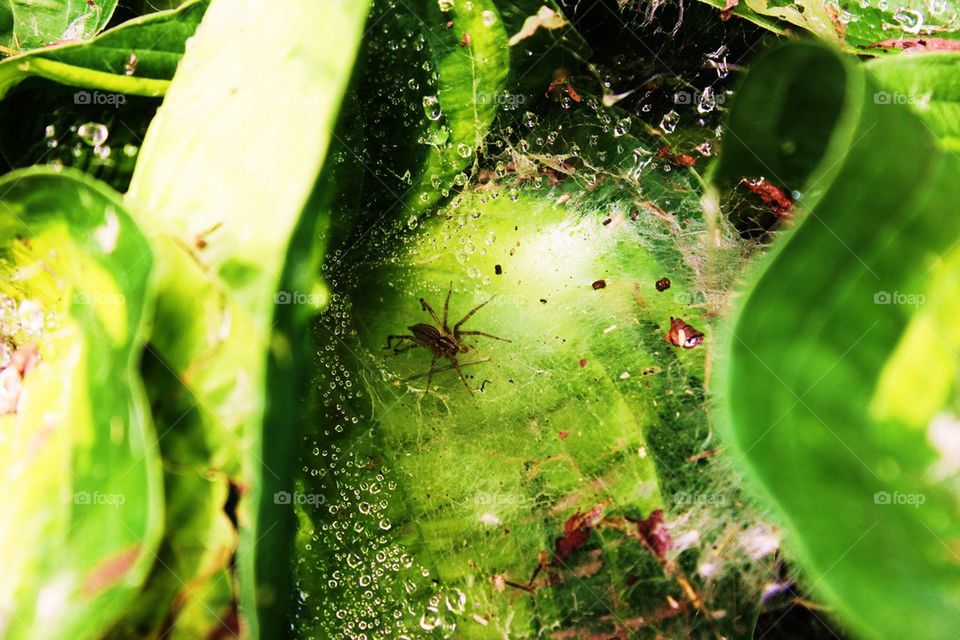 The web that has a weaver 