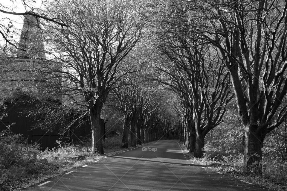 landscape trees road black and white by maack