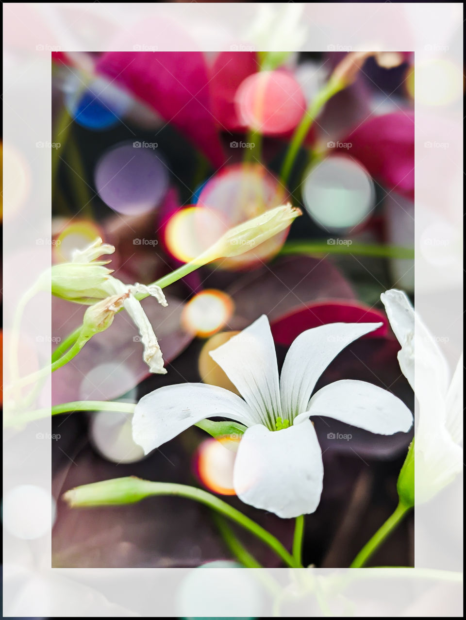 white flower for more contact info.aadhy@gmail.com