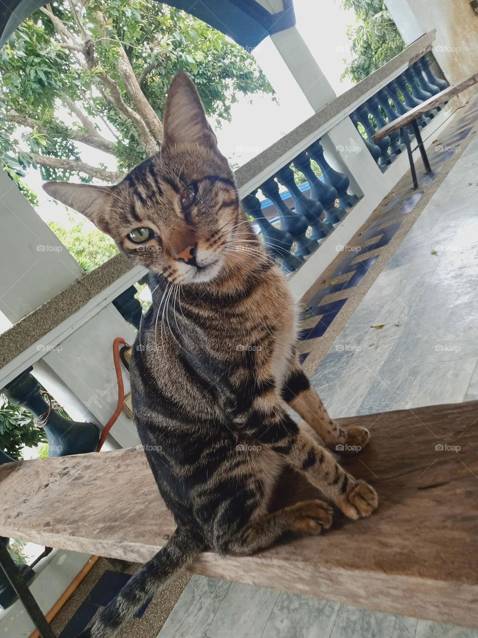 Tabby is any domestic cat with a distinctive 'M'-shaped marking on its forehead; stripes by its eyes and across its cheeks, along its back, and around its legs and tail; and, characteristic striped, dotted, lined, flecked, banded, or swirled patterns