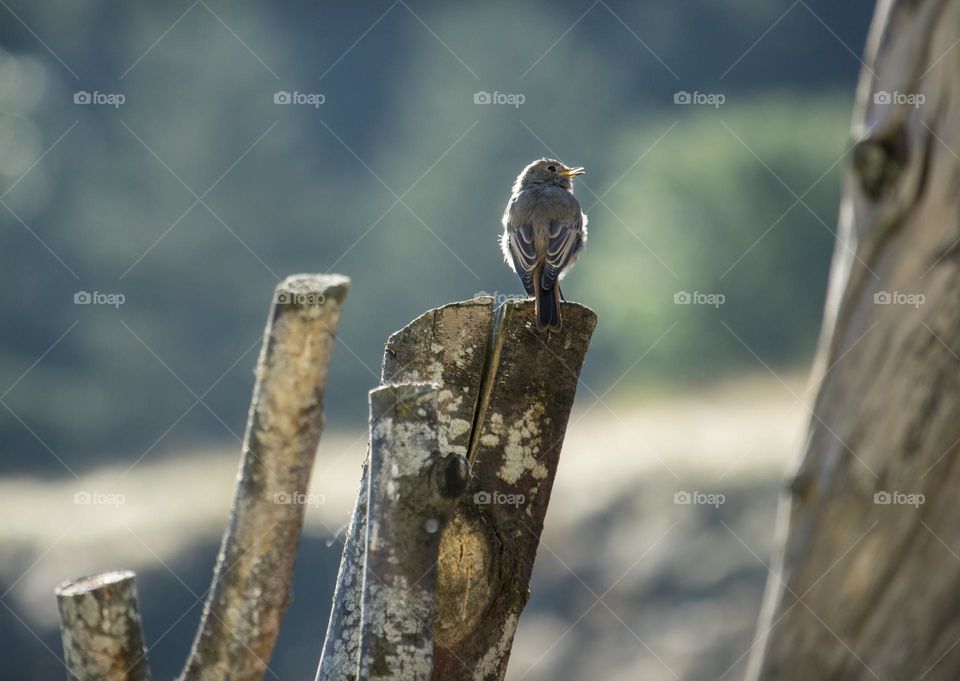 A bird on log