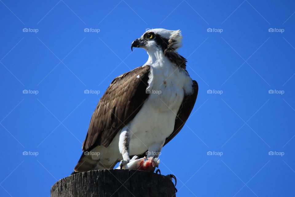 Osprey perching on wood against clear sky