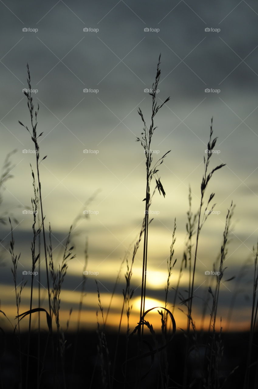Grass silhouette in the winter sunrise