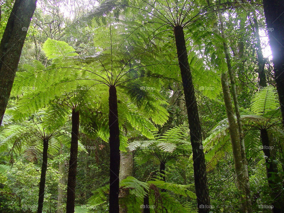 tree forest jungle fern by kshapley