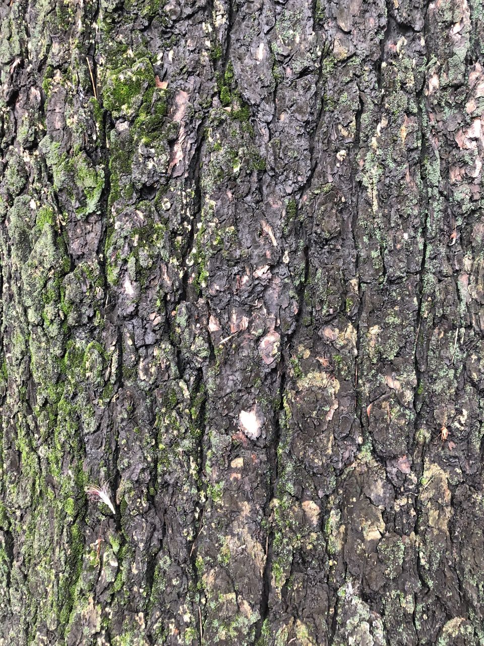 The texture of the tree, Bangkok ( Thailand 🇹🇭