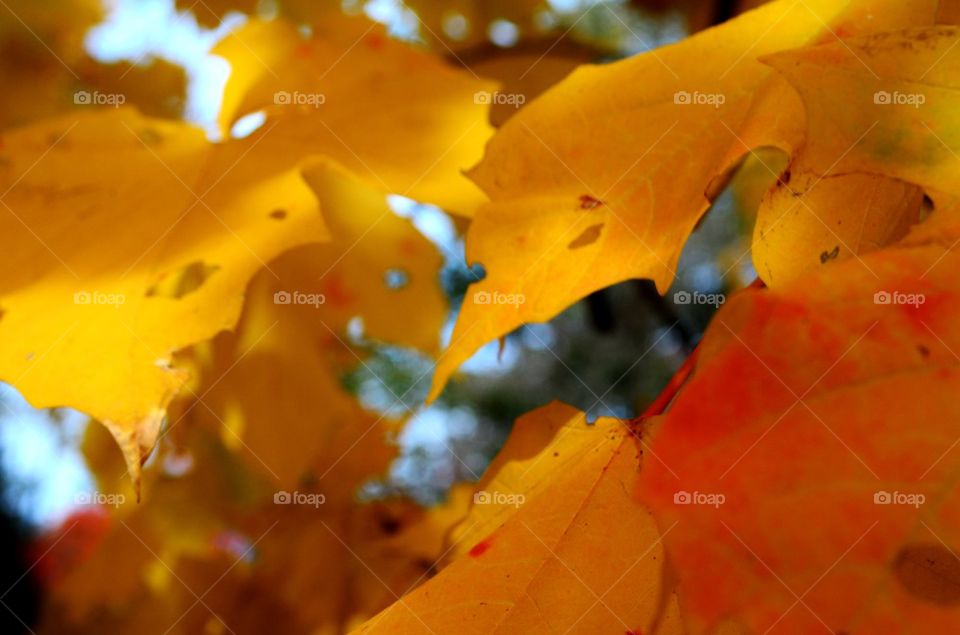 Orange, Yellow, Red, Leaves 