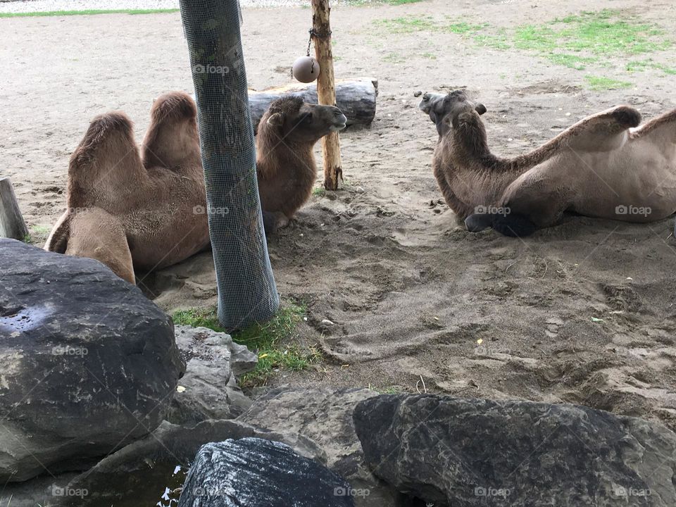In this animal picture, we have 2 camels laying down and enjoying the shade, was taken on my iPhone 6, at the Calgary zoo, in Alberta, Canada