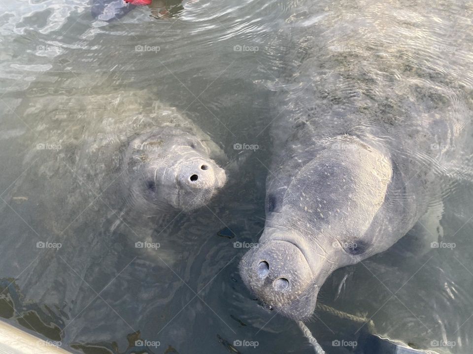 Manatee at Crystal River Florida 