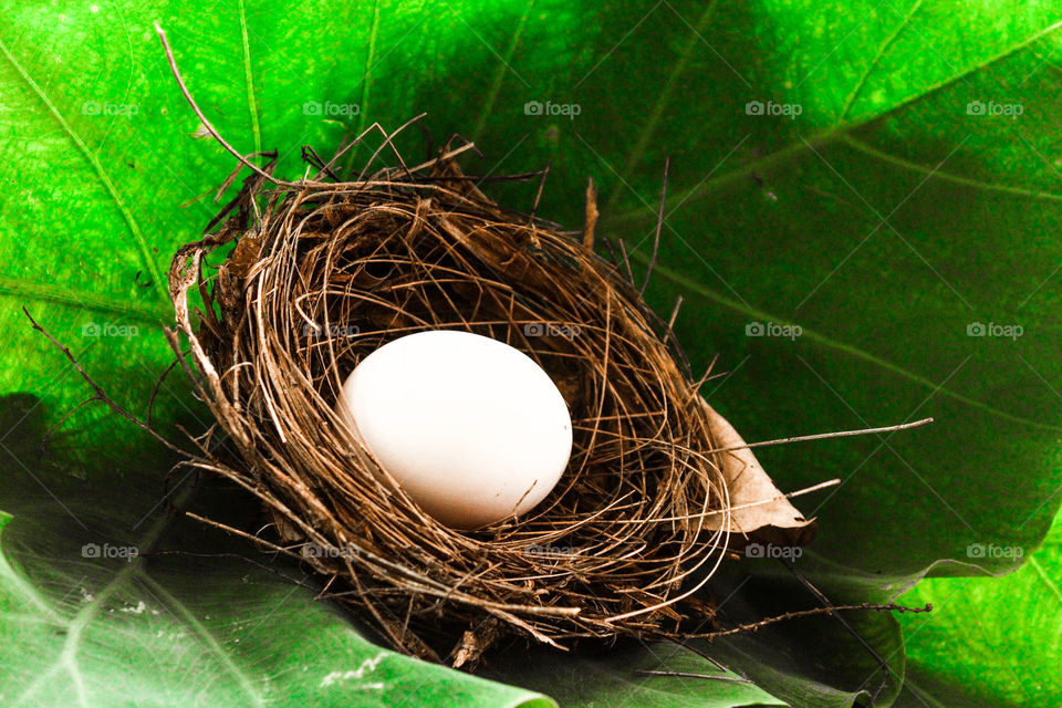 white colour egg in a leaf #images of white and green colour combination