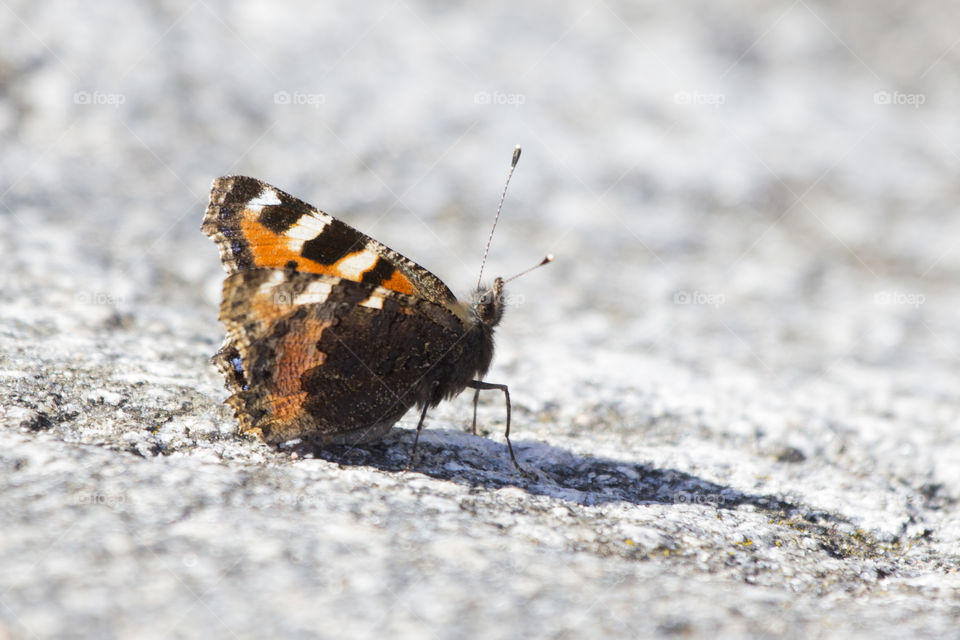 Orange butterfly ready to fly, from the side 