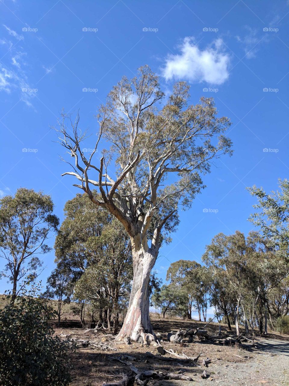 Standing alone in the Aussie Bush
