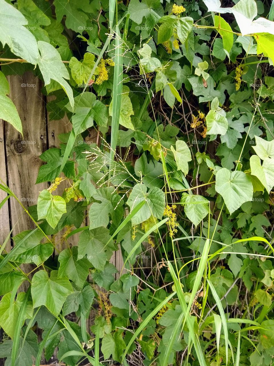 Spring time plants growing along fence. Green scenery.