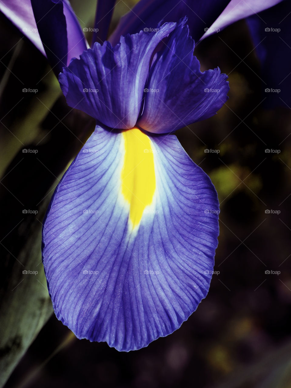 Iris flower close up 