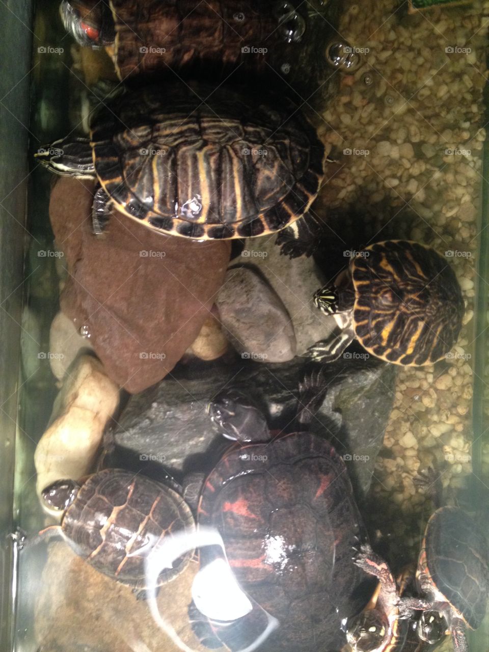 Turtle tank 1