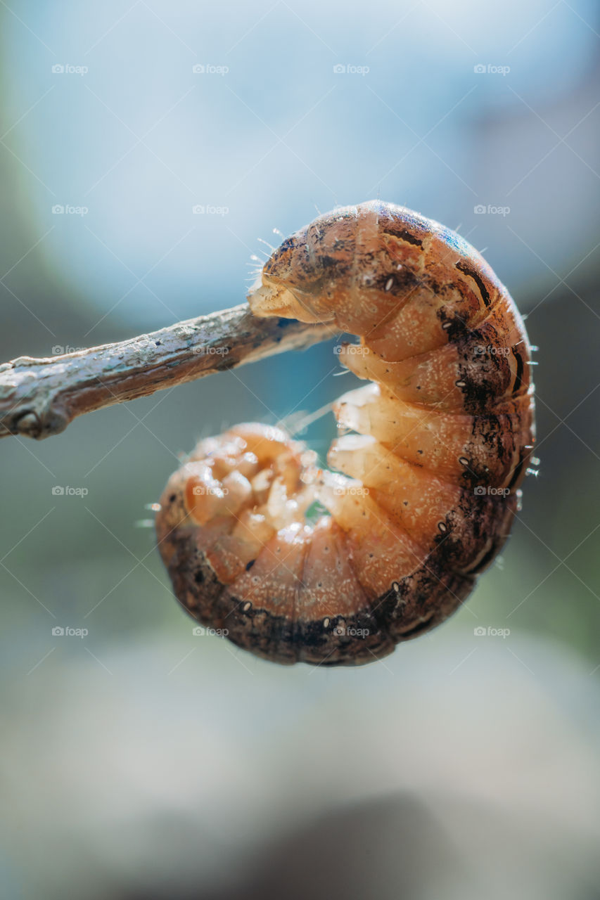 Autumn Caterpillar