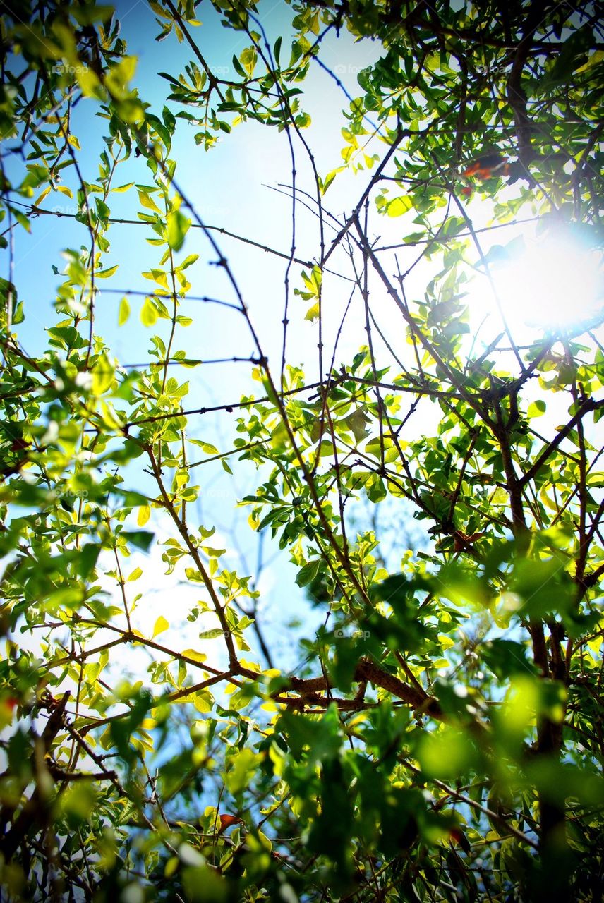 Beam of sunlight pass through tree