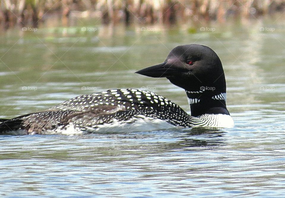 Mysterious Loon