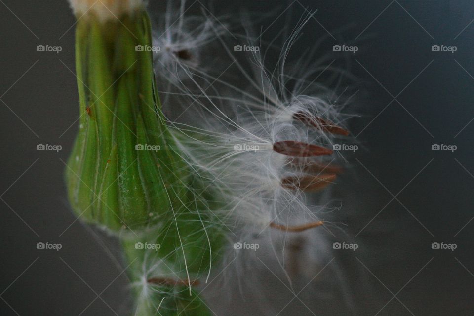 Dandelion seeds clinging to a neighboring bloom